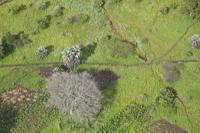 A tree